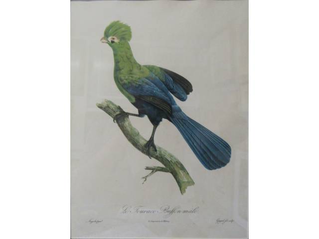 Auguste Pelletier (1800-1847) I.S.P 38 x 28 cm, “Le Touraco Buffon Môle”, ass. CIE. Europa, séc. XIX