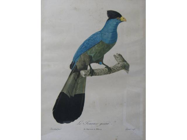 Jacques Barraband (1767-1809) I.S.P 38 x 28 cm, “Le Touraco Geant”, ass. CIE Europa, séc. XVIII/XIX