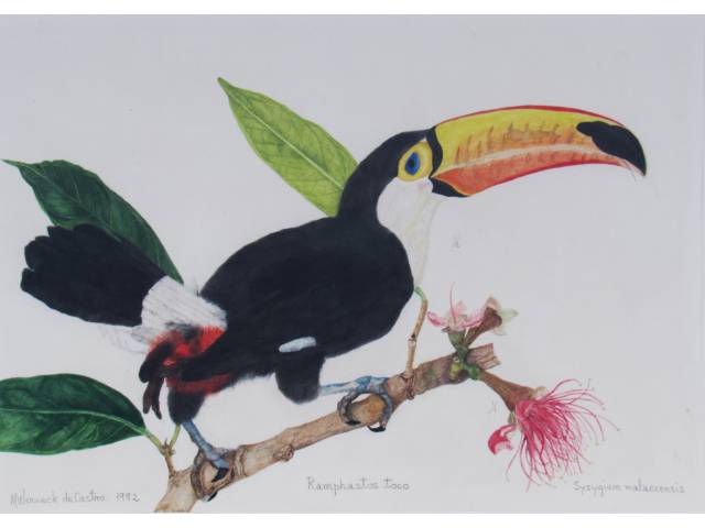 Maria Werneck de Castro (Rio de Janeiro, 1909 - 1993) A.S.C - 21 x 30 cm, “Ranphaste Toco and Sysyguin Malaciensis”, ass. CIE, datado 1982 Brasil, séc. XX
