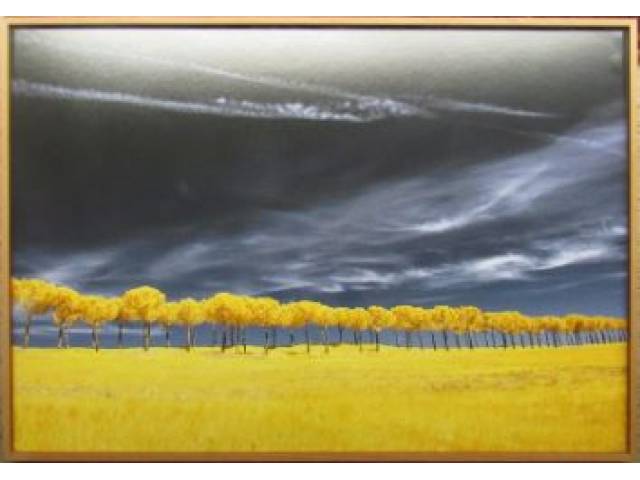 Renan Cepeda fotografia pigmentos minerais sobre papel de algodão Canson Baryta 80 x 120 cm  intitulada Olmos, Série Bucólica, feita na Toscana em 2014. Tiragem 1/ 5, assinada no verso, ano 2016.  Participou de mostras na França e Holanda com a Exposição Individual na WM Gallery "Amsterdam" em 2018 e Mostra coletiva na "Paris Photo" em 2018