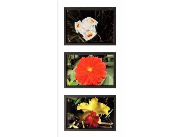 Claudio Cernea “Conjunto de flores II” Pigmentação mineral sobre Papel Hahnemuhle Rag 308g (24 x 33cm, cada)