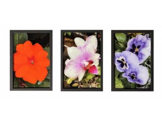 Claudio Cernea “Conjunto de flores I” Pigmentação mineral sobre Papel Hahnemuhle Rag 308g (33 x 24cm, cada)