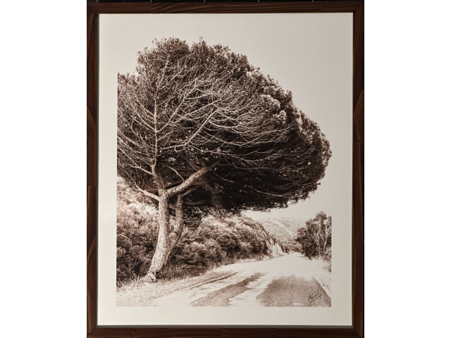 Eduardo El Kobbi “Árvore em Alentejo”. Pigmentação mineral sobre Papel Hahnemuhle Rag 308g. 64 x 54 cm